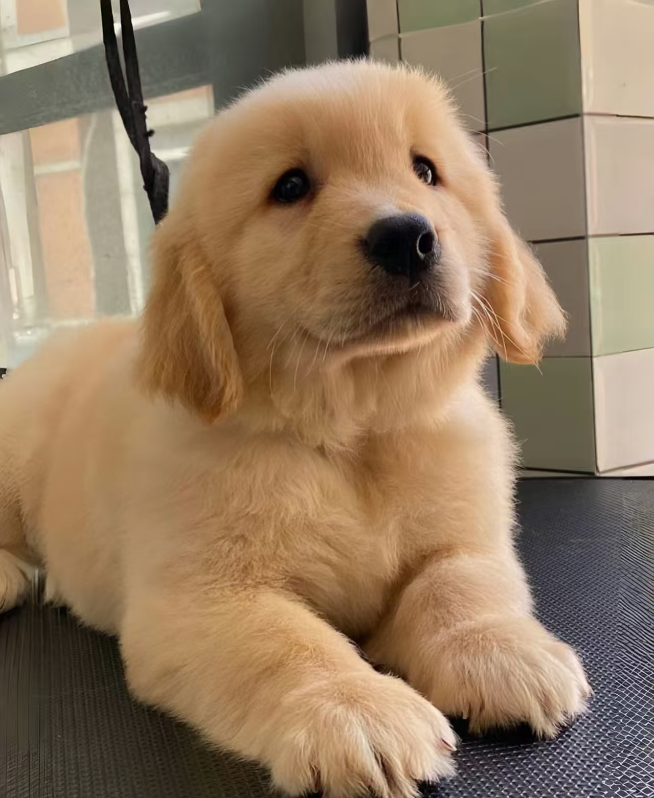 金毛是一种广受欢迎的犬种，以其友好、温顺的性格而著称